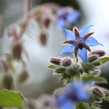 Flower, borage, blue