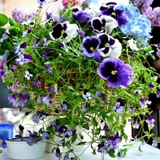 Flower, pansies, composition
