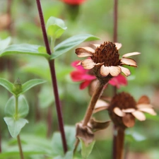 dry, Flower