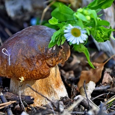 Flower, Mushrooms, forest
