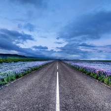 flower, lupine, Way, Meadow, clouds