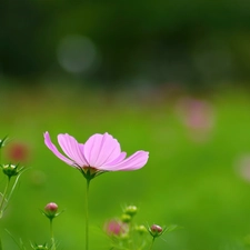 Cosmos, Pink, Flower