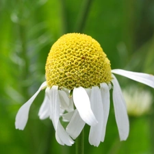 White, Flower