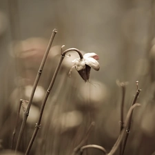 withered, Flower