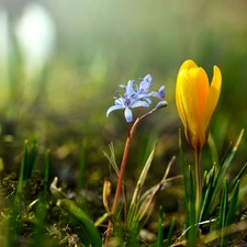 Yellow, blue, Flower, crocus