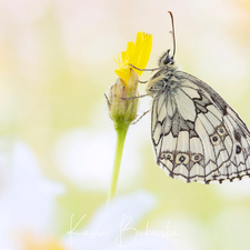 butterfly, Flower, Yellow, marbled chessboard