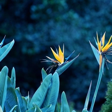 Colourfull Flowers, Strelitzia Royal