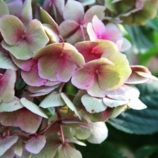 pink and white, Flowers