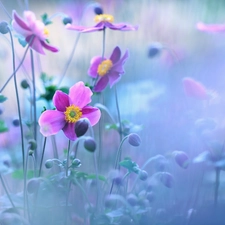 purple, Anemone Hupehensis, Flowers