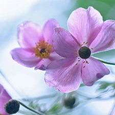 Anemones, purple, Flowers, Japanese