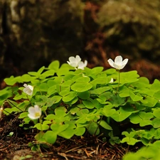 Flowers, White, Anemones