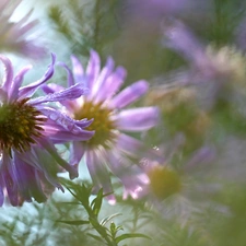 Flowers, purple, Astra