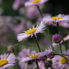 Flowers, purple, Astra