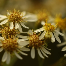 Flowers, White, Astra