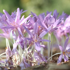 Flowers, colchicums, Autumn