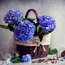 flowers, hydrangea, full, Blue, basket