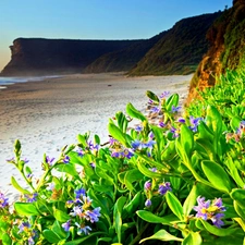 Flowers, sea, Beaches