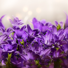 Flowers, Dalmatian bellflower