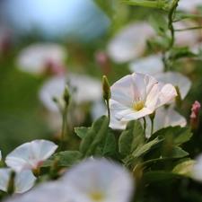 Flowers, bindweed