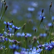 Flowers, cornflowers, Blue