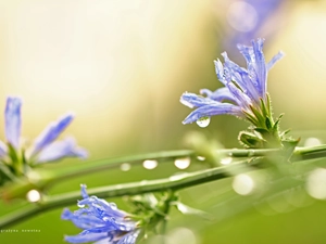 Flowers, endive, Blue