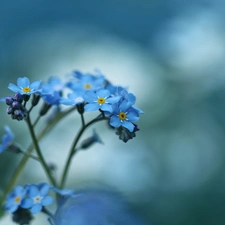 Flowers, Forget, Blue