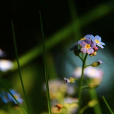 Flowers, Forget, Blue