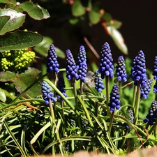 Flowers, Muscari, Blue