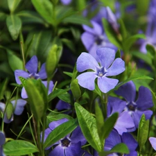 Flowers, myrtle, Blue