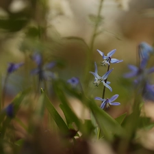 Blue, Siberian squill, Flowers