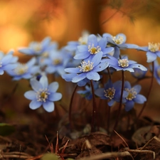 Liverworts, Flowers, blurry background, Blue