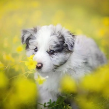 Puppy, Meadow, Flowers, Border Collie