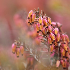 Briar, Pink, Flowers, plant