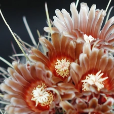 Flowers, Cactus, Brown