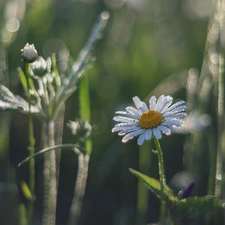 Colourfull Flowers, Buds, blur, chamomile