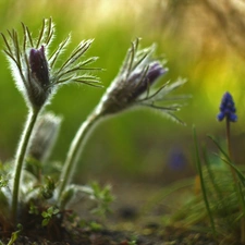 Flowers, pasque, Buds