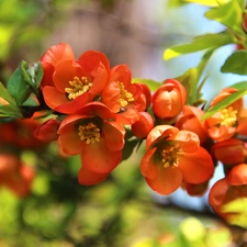 Bush, Orange, Flowers, quince