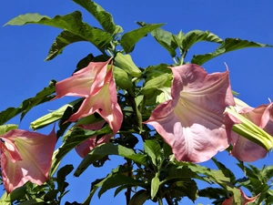 Bush, Pink, Flowers, Brugmansia