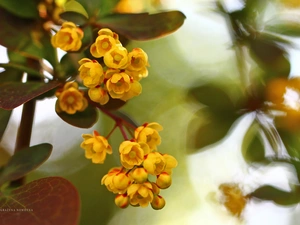 Bush, Yellow, Flowers, barberry