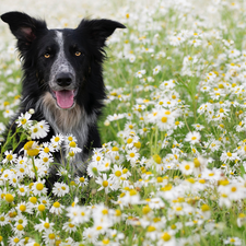 dog, Flowers, camomiles, Border Collie