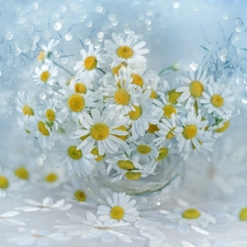 vase, Bokeh, White, Flowers, Corn Chamomile