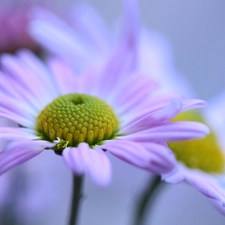 Chrysanthemums, Flowers