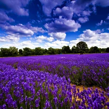 clouds, Flowers Narrow-leaved Lavender