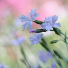 Flowers, lilac, cloves