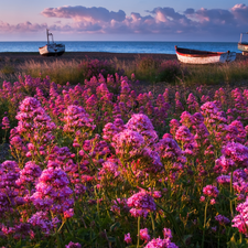 Coast, Meadow, Flowers, Boats