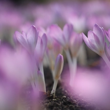 colchicums, purple, rapprochement, Flowers