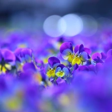 Flowers, pansies, color