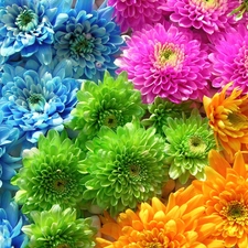 flowers, different, colors