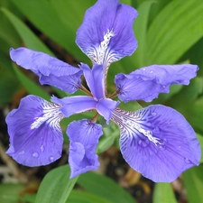 iris, blue, Colourfull Flowers