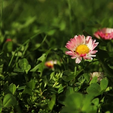 daisy, Colourfull Flowers